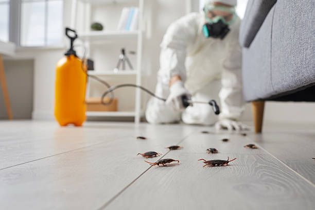 Post-Treatment Bed Bug Interceptor Monitoring in Los Fresnos